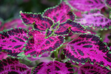 Wall Mural - purple flowers in the garden