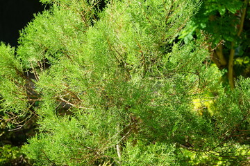 Wall Mural - close up of a green bush in the garten in direct sunglight