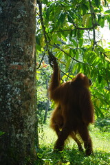 Wall Mural - orangutan in a tree in sumatra rainforest jungle indonesia orang utan