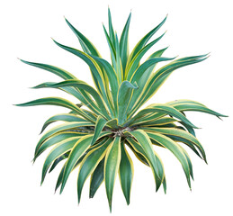Wall Mural - Agave plant isolated on white background. PNG File.
