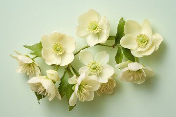 Poster - Light cream background with fresh hellebore blooms