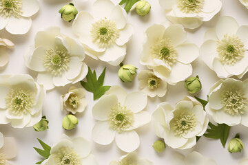 Poster - Fresh hellebores elegantly positioned on a cream surface, with space for text