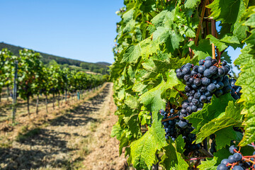 Wall Mural - blue merlot grapes in green vineyard