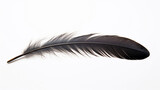 raven feather on a white background