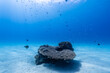 沖縄　珊瑚の根２
