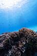 沖縄　珊瑚の風景６