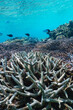 沖縄　珊瑚の風景４