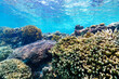 沖縄　珊瑚の風景３