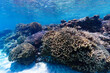 沖縄　珊瑚の風景２