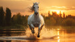 horse in the sunset, white stallion running in the sunset - majestic white horse running full stride in a beautiful evening