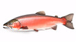 red trout on a white background - fresh fish on white background