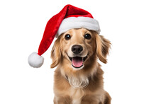 Cute Dog Wearing Christmas Santa Claus Hat On A White Background Studio Shot Isolated PNG