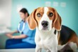 Close up of a beautiful beagle dog at the veterinarian. Sick cute pet sitting at the examination table at the animal clinic, Generative AI 