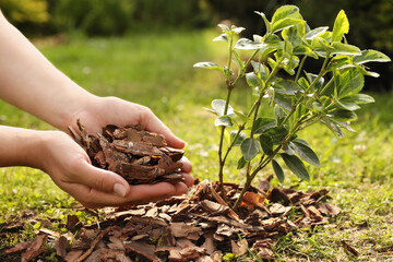 Wall Mural - Woman mulching plant with bark chips in garden, closeup