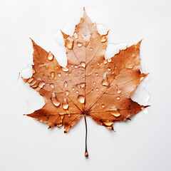 Canvas Print - Captured in the soft glow of an autumn morning, this exquisite yellow leaf stands as a symbol of nature's graceful transition. Glistening raindrops delicately adorn its surface, reflecting the world a