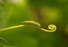 A Green Caterpillar Crawls Along The Stem Of The Plant.Macrophotography Of A Garden Caterpillar. The Invasion Of Insects On The Harvest.