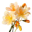 © Ferdous - Sesbania flower on transparent background