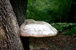 A mushroom growing on a tree with a white top.