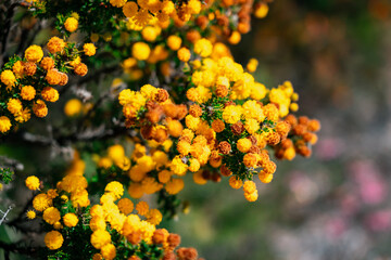 Acacia lasiocarpa wattle native wildflower in Lesueur National Park, WA, Australia