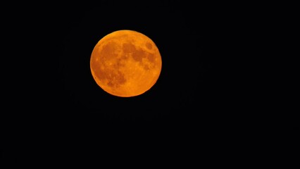 Wall Mural - Full Orange Moon Rising in the Night Sky 