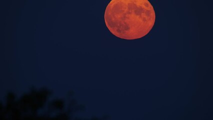 Wall Mural - Full Orange Moon Rising in the Night Sky 