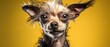 Ugly dog chihuahua portrait, puppy studio portrait, yellow background