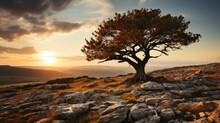 Tree On Hill With The Sunset