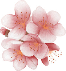 blossom sakura watercolor png paper