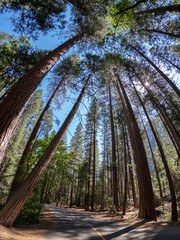 Wall Mural - Mirror Lake Trail in Yosemite National Park, Yosemite Valley, California, USA. Yosemite National Park empty asphalted road with tall trees on the side and hills.