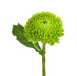 Green flower chrysanthemum