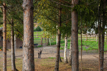 Reindeer on a farm in the village in the summer. Reindeer in the green grass in the zoo.  forest in autumn. Pine trees in the paddock. Autumn in the countryside.