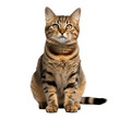 © I Love Png - Berman_cat_cute_smiling_whole_body_highest_resolution_