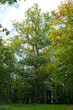 Wald bei Asel Vöhl auf dem Fledermauslehrpfad, Waldeck am Edersee in Hessen