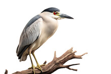 Image Of Black-crowned Night Heron Bird On A Branch On A White Background. Birds. Animals. Illustration, Generative AI.