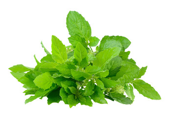 Holy basil on transparent png