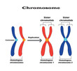 Difference between homologous chromosomes, a pair of homologous chromosomes, and also Sister chromatids.