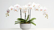 Orchidées Orchidaceae, plante d'intérieur en pot