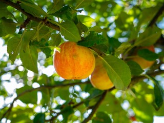 Wall Mural - Fresh red apples in the orchard