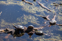 Four Painted Turtles (Chrysemys Picta) Resting In The Sun