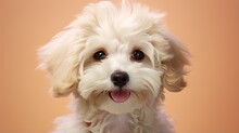 Curly Dog Maltese Poodle Hybrid In Studio Photo With Beige Backdrop