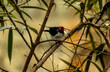 portrait of a cardinal tropical bird in the zoo recreated rainforest .  the environment was manufactured to mimic the bird natural habitat 
