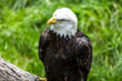 portrait of an American bald eagle at a local zoo. this patriotic national bird is a symbol of the united states pride and freedom. the animal is also a bird of prey in this ecosystems 