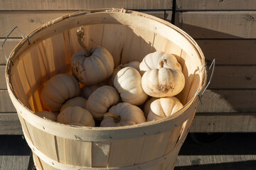 Poster - ornamental white miniature pumpkins in a bushel basket on display at a fruit seller