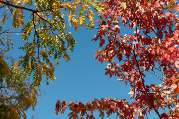 Canvas Print - autumn trees on a solid blue sky