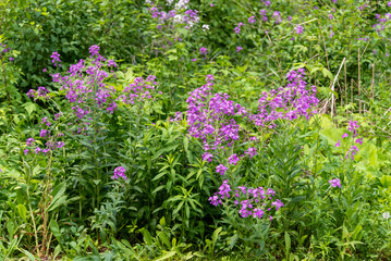 Sticker - Beautiful But Invasive Dame's Rocket Growing Along The Fox River Trail Near De Pere, Wisconsin, In Spring