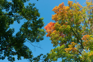 Wall Mural - trees starting to change colors on a blue sky in the park