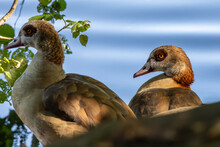 The Egyptian Goose Is A Member Of The Duck, Goose And Swan Family Anatidae. It Is Native To Sub-Saharan Africa And The Nile Valley.
