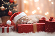 Cute ginger cat with santa hat sleeping on gift box near Christmas tree with light bokeh background, Christmas with pet concept.