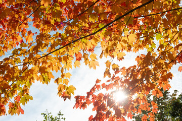 Wall Mural - sun shining through autumn leaves in the park