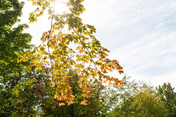 Canvas Print - sun shining through a maple tree with autumn leaves